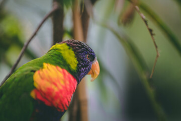 rainbow lorikeet on branch