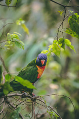 rainbow lorikeet parrot