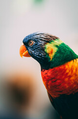 rainbow lorikeet parrot