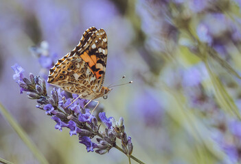 Butterfly and Lavender 