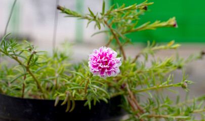 flower in the garden