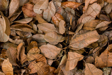 autumn leaves on the ground