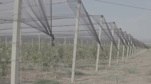 Apple trees with apples in a greenhouse. Apple tree with apples  in the garden or greenhouse on a Sunny day. Apple plantation. The cultivation of apples. Panorama Apple orchard. Slow motion 100 fps