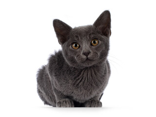 Adorable solid blue Burmese cat kitten, laying down facing front. Looking straight to camera. Isolated on a white background.