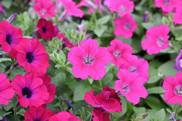 Background of pink petunias growing in the summer