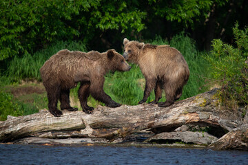 Young brown bears playing on the lake in Kamchatka, Russia