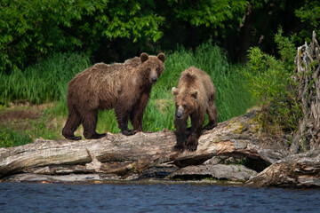 Young brown bears playing on the lake in Kamchatka, Russia
