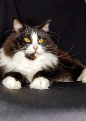 
beautiful black and white cat on a black background