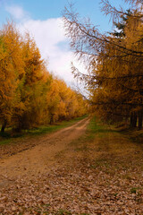 Rows of Japanese larch in golden autumn. The forest path is covered with larch orange needles. Forestry in the Volyn region, Ukraine. Vertical image. 