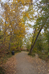 A Trail in an Autumn Forest