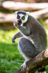 Lemur catta baby on the mother's back/Lemur catta baby and mother/Lemur Catta