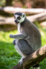 Lemur catta baby on the mother's back/Lemur catta baby and mother/Lemur Catta