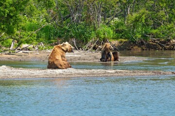Resting wild bears on the shore of Kurile Lake in Kamchatka, Russia