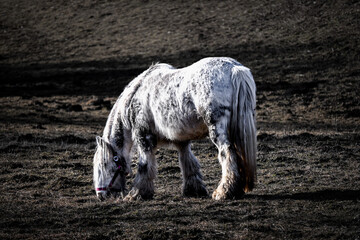 White Horse