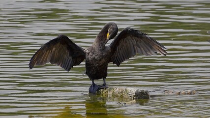 A Cormoran bird on a lake