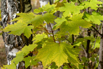 Maple leaves on a branch in the forest.