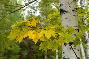 Autumn maple leaves on a branch in the forest.