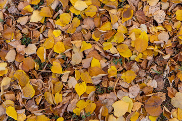 Yellow, beautiful foliage on the ground in autumn.