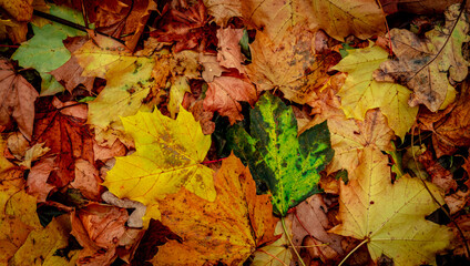 Autumnal Dry Leaves in Forest