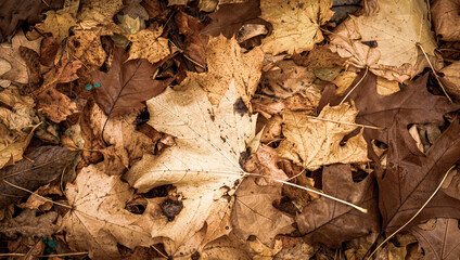 Autumnal Dry Leaves in Forest
