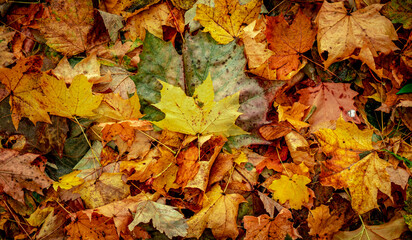 Autumnal Dry Leaves in Forest
