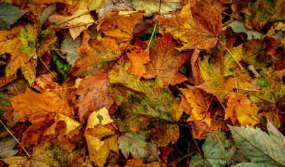Autumnal Dry Leaves in Forest