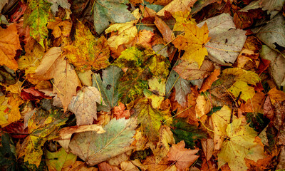 Autumnal Dry Leaves in Forest