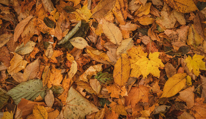 Autumnal Dry Leaves in Forest