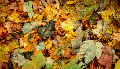 Autumnal Dry Leaves in Forest