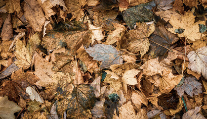 Autumnal Dry Leaves in Forest