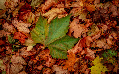 Autumnal Dry Leaves in Forest