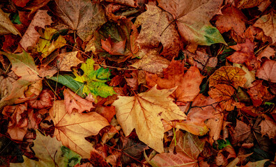 Autumnal Dry Leaves in Forest