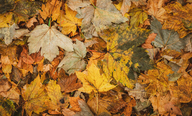 Autumnal Dry Leaves in Forest