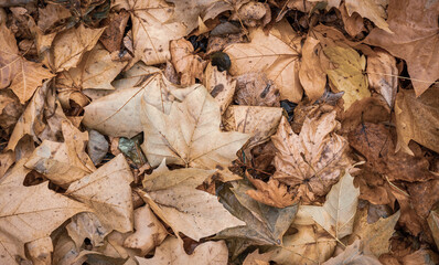 Autumnal Dry Leaves in Forest