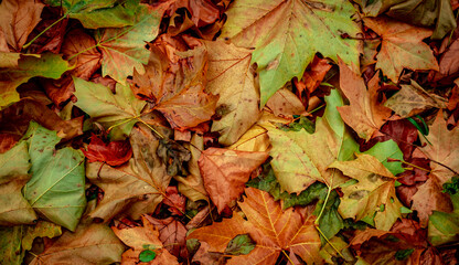 Autumnal Dry Leaves in Forest