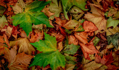 Autumnal Dry Leaves in Forest