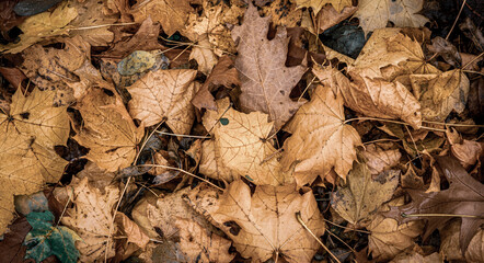Autumnal Dry Leaves in Forest