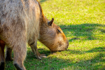 Farm, cute, capybara, dining