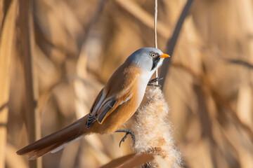 Bıyıklı baştankara » Bearded Reedling » Panurus biarmicus