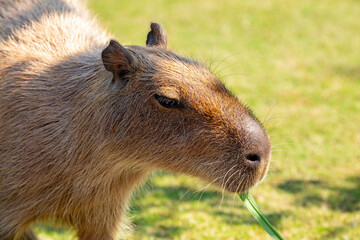 Farm, cute, capybara, dining