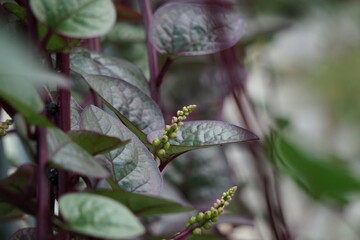 Anredera cordifolia (Also called Madeira vine, mignonette vine) with a natural background
