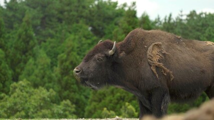 A photo of a wild buffalo