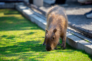 Farm, cute, capybara, dining