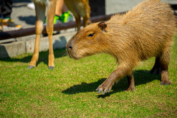 Farm, cute, capybara, dining