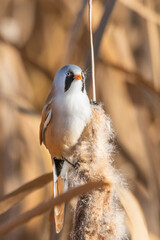 Fototapeta premium Bıyıklı baştankara » Bearded Reedling » Panurus biarmicus