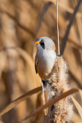 Bıyıklı baştankara » Bearded Reedling » Panurus biarmicus