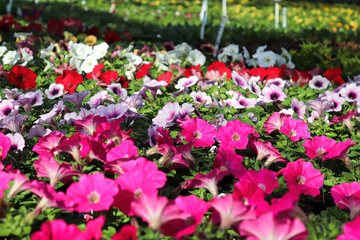 Tables of petunias growing in a greenhouse nursery