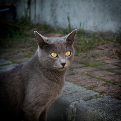 British Shorthair cat living on the street. Selective portrait of cat with green eyes in smoke...