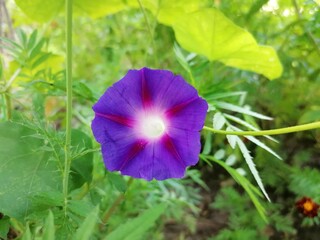 flower in the garden