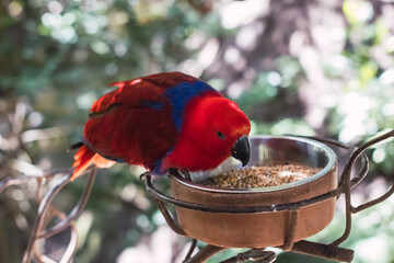 a red parrot eating birdseed